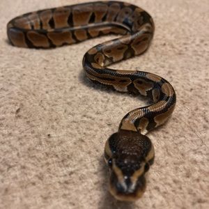 Meet your Posher, Zach